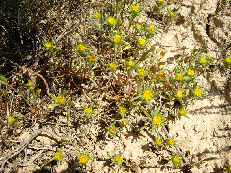 Pallenis spinosa photo